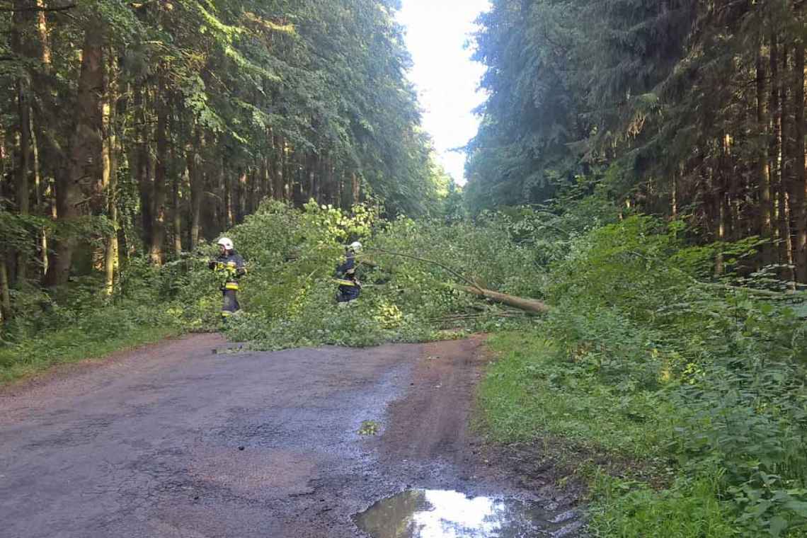 Powalone drzewo na drodze do Wietszyna