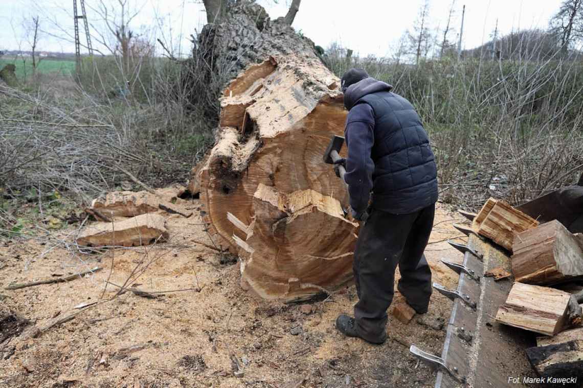 Pomnik przyrody zniknie na dobre