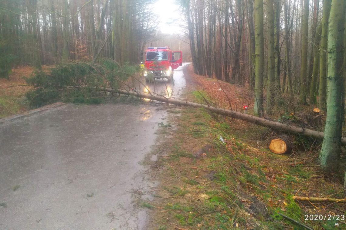 Kolejne powalone drzewa na terenie gminy Dygowo