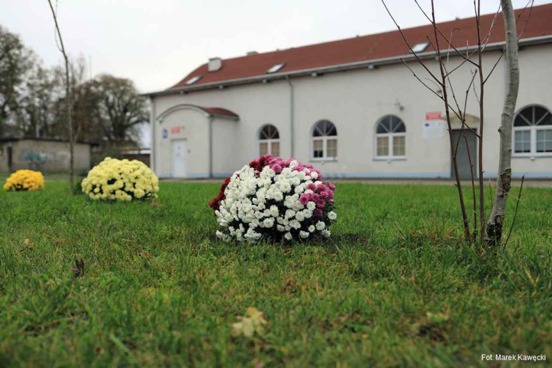 Chryzantemy zdobią wiele miejsc w gminie Dygowo