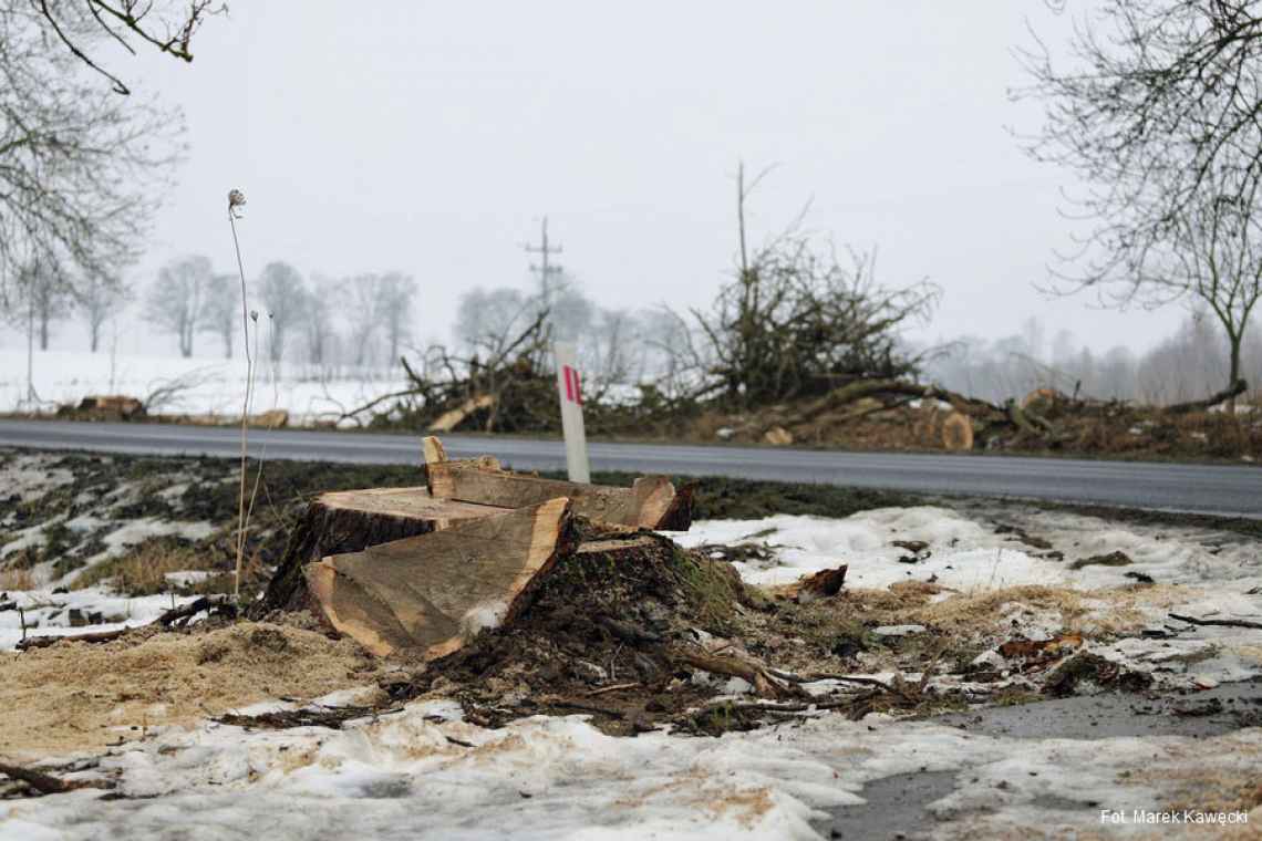 Wycinka uschniętych drzew przy drodze nr 163