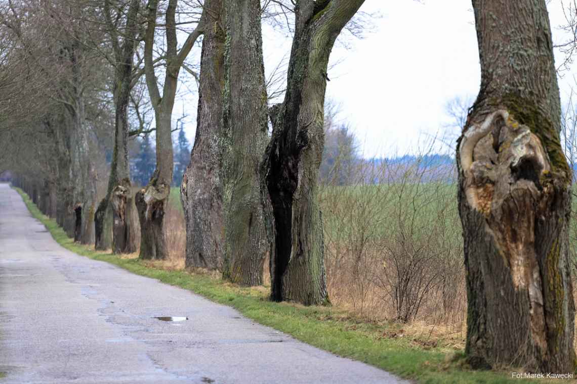 Kasztanowce przydrożne w Kłopotowie są coraz słabsze